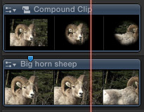 Big Horn Sheep Clips Being Edited With Final Cut Pro Training 